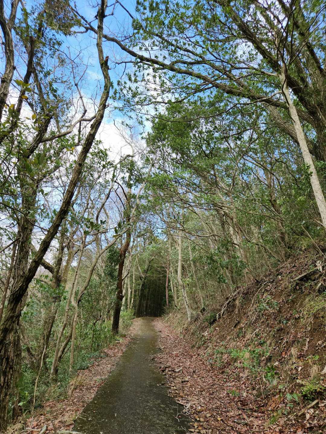 笛吹峠-源明峠-源明山 往復コースの写真