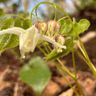 トキワイカリソウ