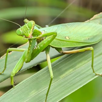 Asian Mantis, Harabiro Mantis, Hierodula patellifera)