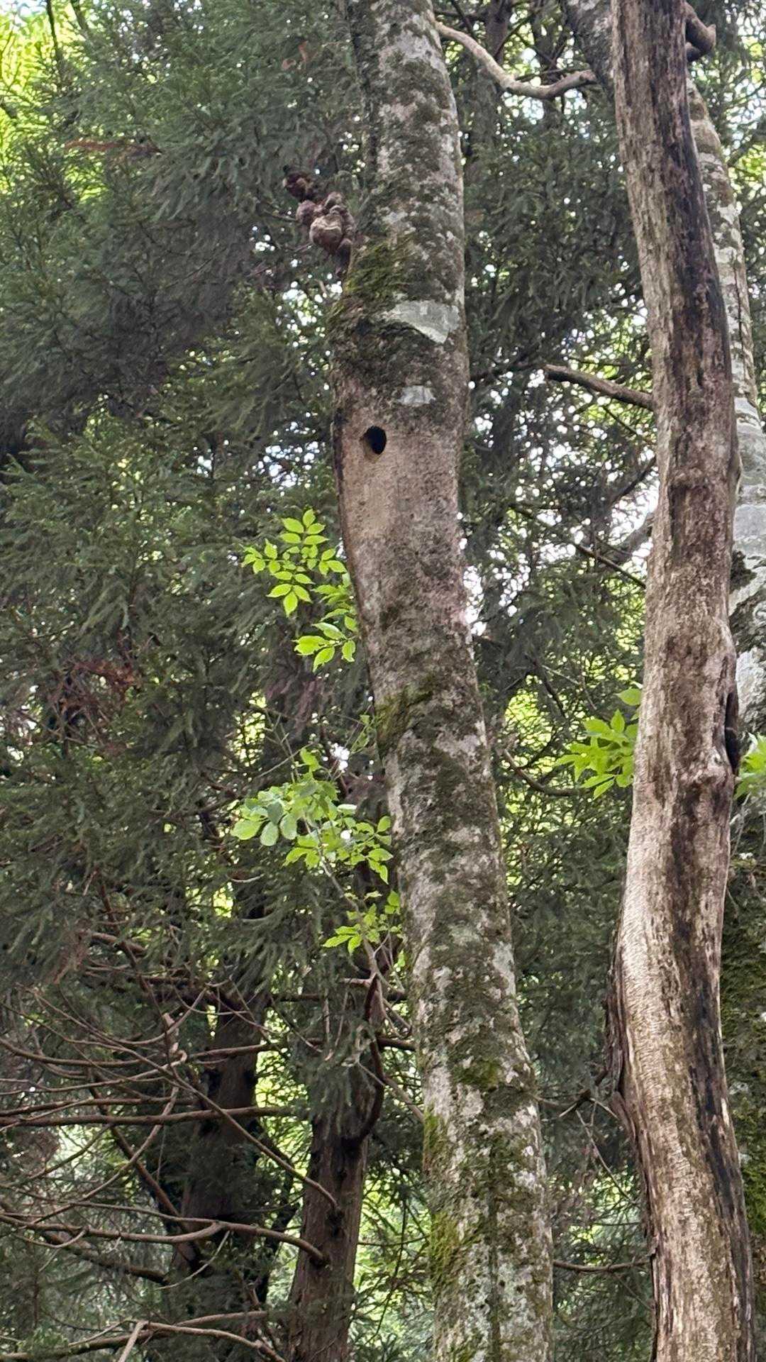 ブナの木の中のあの穴の中で鳥がずーっとキィーキィーと鳴いてる