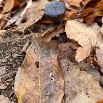 各務原アルプス（関南アルプス）・八木三山 杭が地面から出てます😱
以前一緒に登った方のお友達が
靴紐に杭が引っかかって転倒したそうです
気をつけねば💦