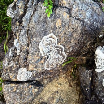 花模様な岩場