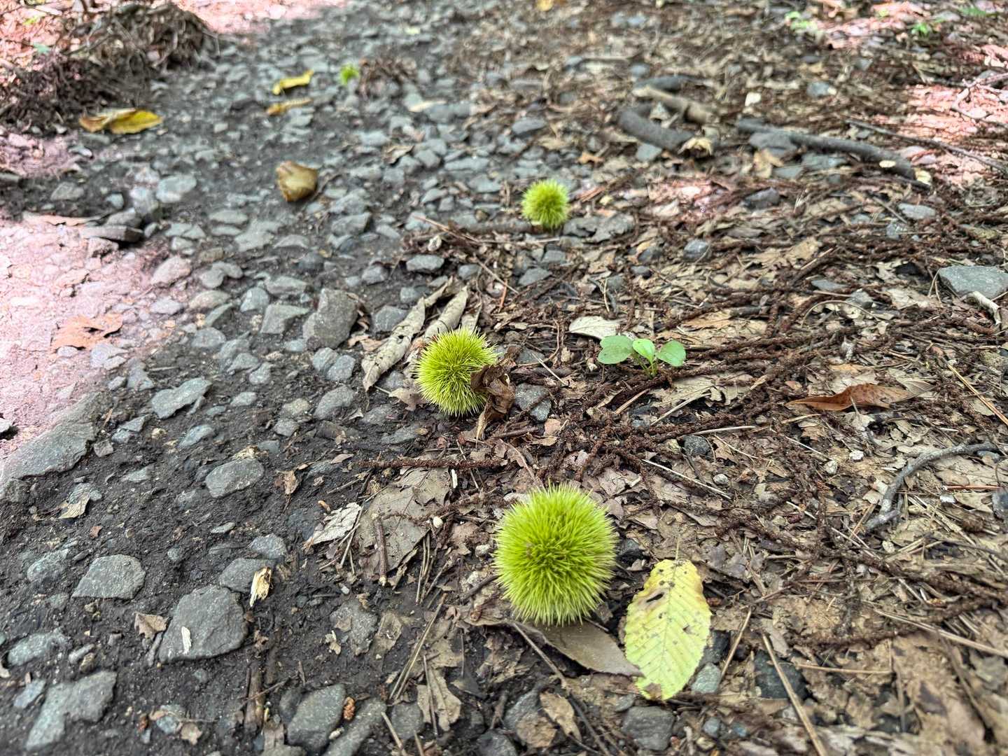 栗がもう落ちているんですね、