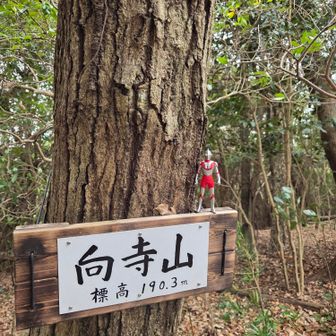 今年はウルトラマン６０周年。