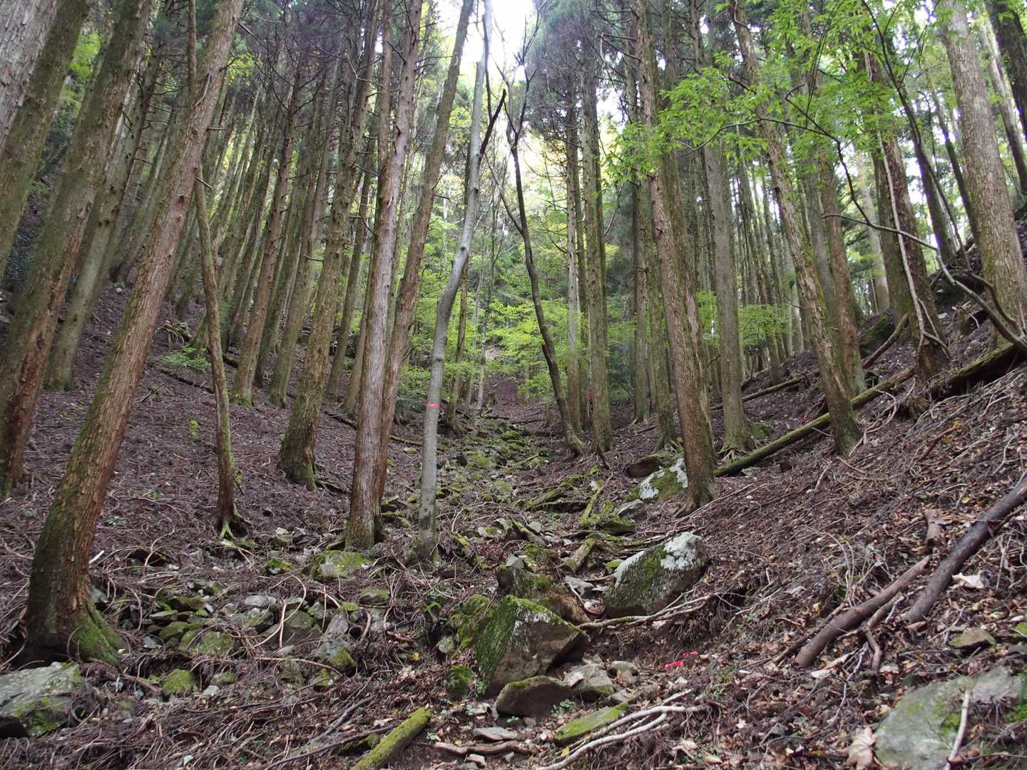 古祖母へ向かう登山道より歩きやすいよーな
もちろんハアハア🥵だけどね😜