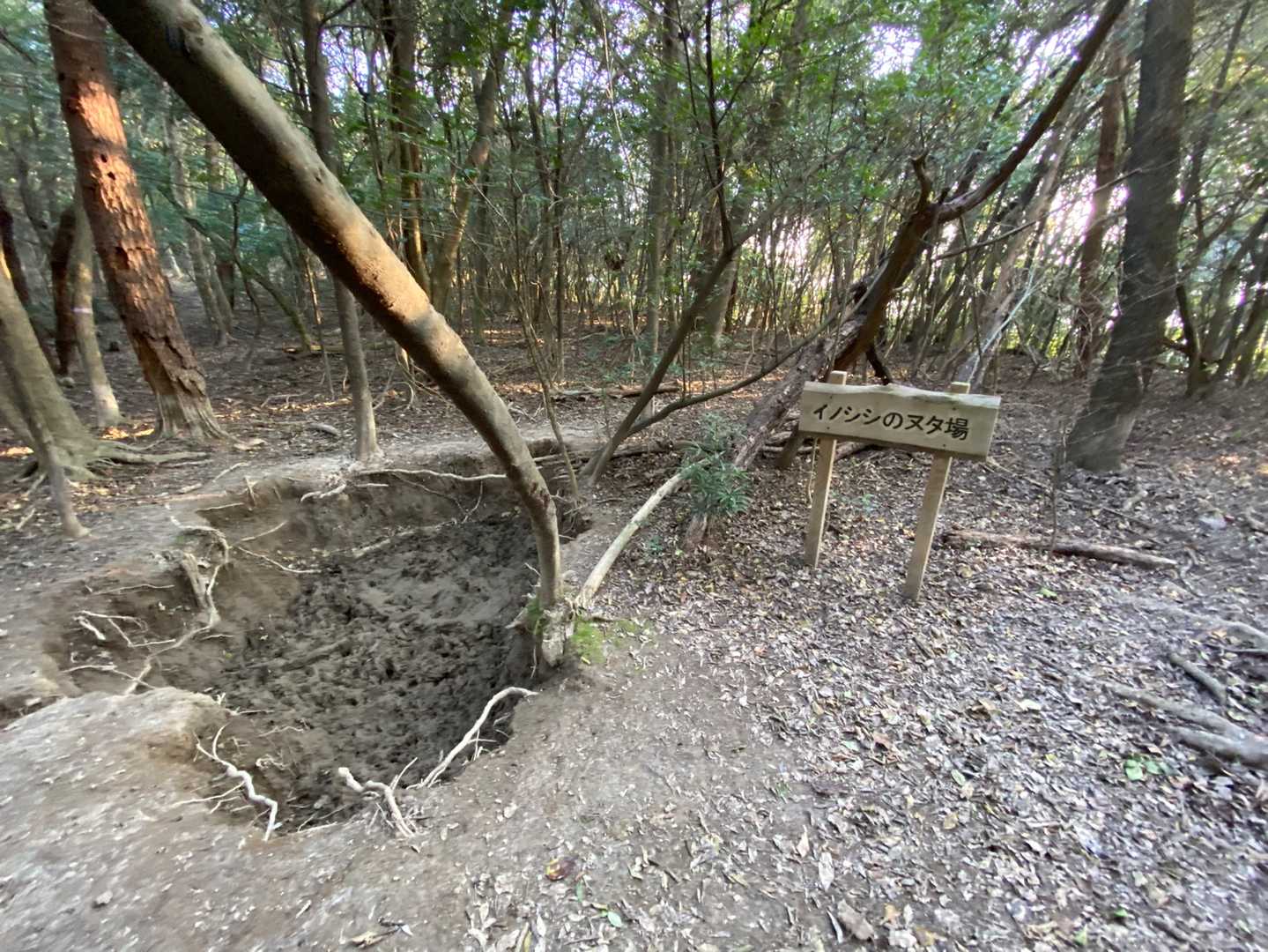 七宝山-赤道登山口 往復コースの写真