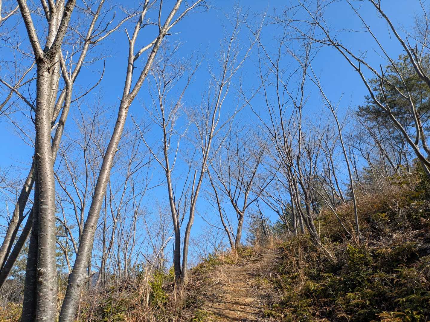 🌸桜🌸の木🌳たくさんあります♪

開花時はお花見しながら歩けますね🙌✨