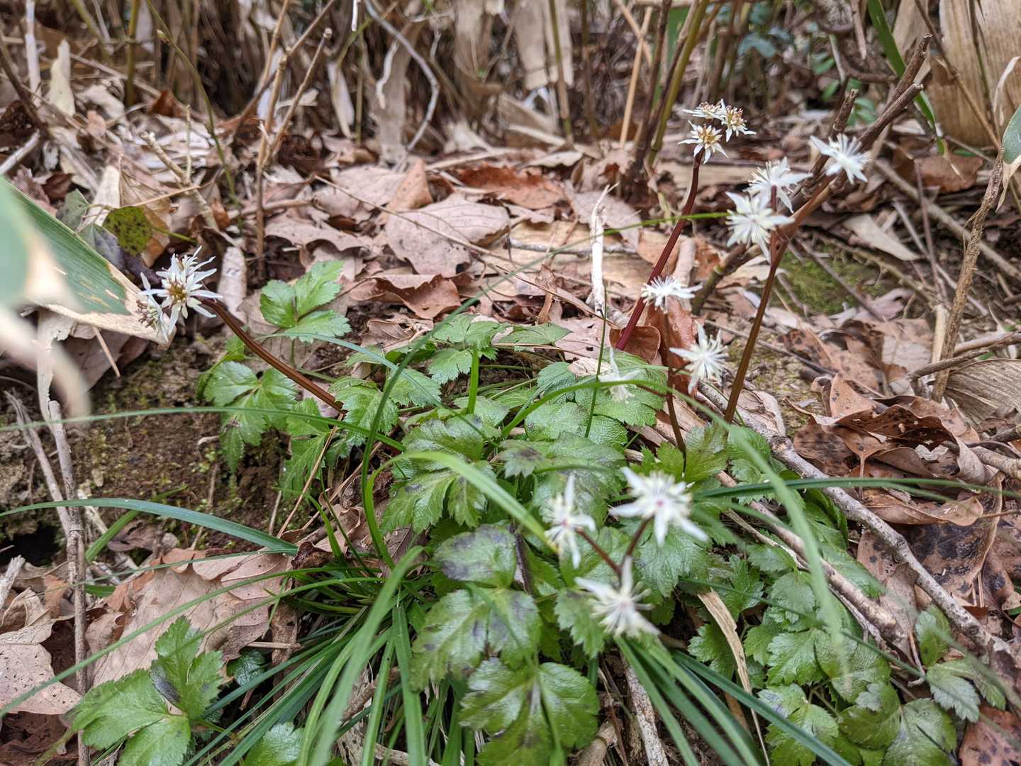 立林山の写真