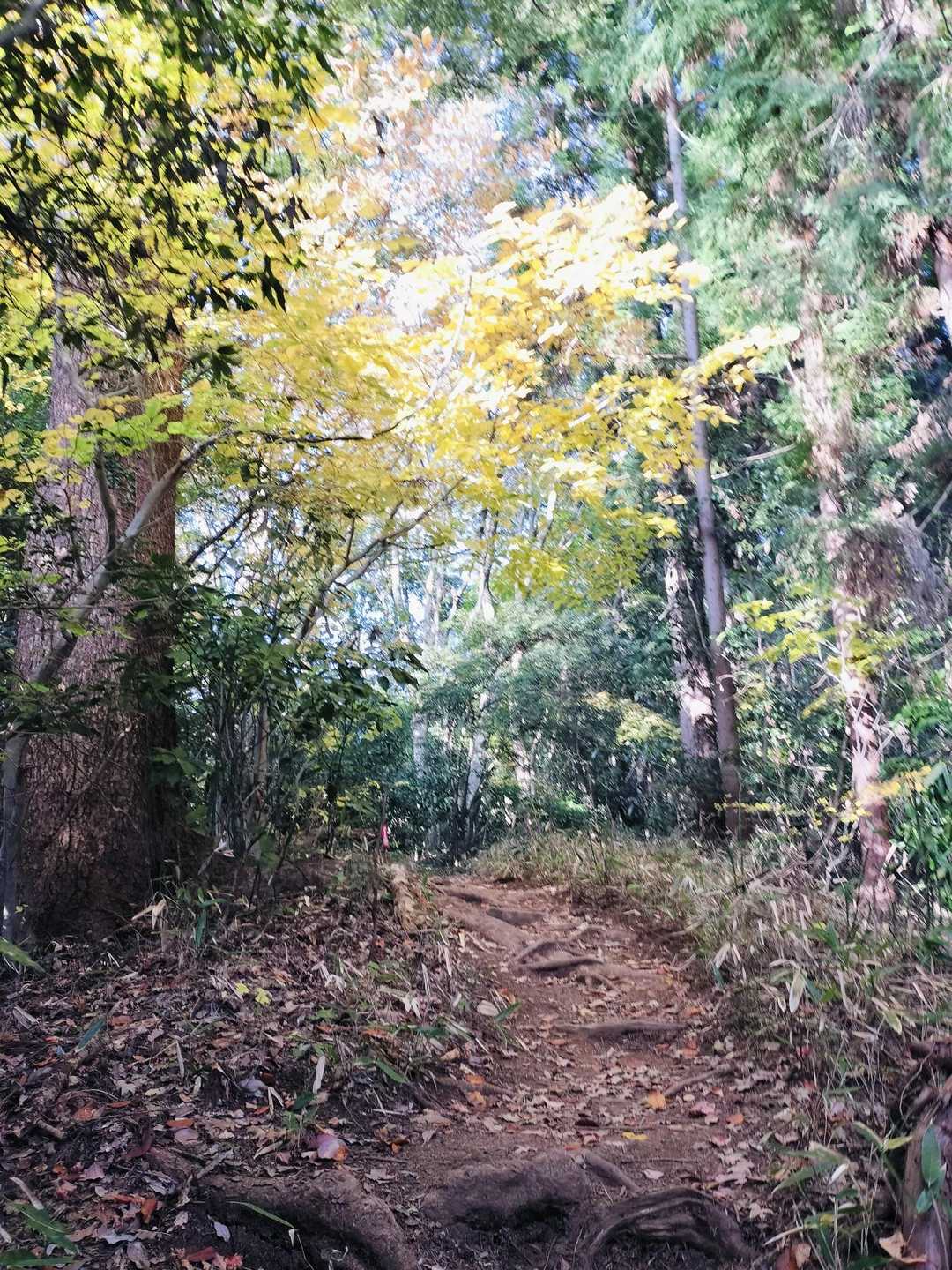 八王子城跡ハイキングコース入口-唐沢山-北高尾富士見台-板 縦走コースの写真