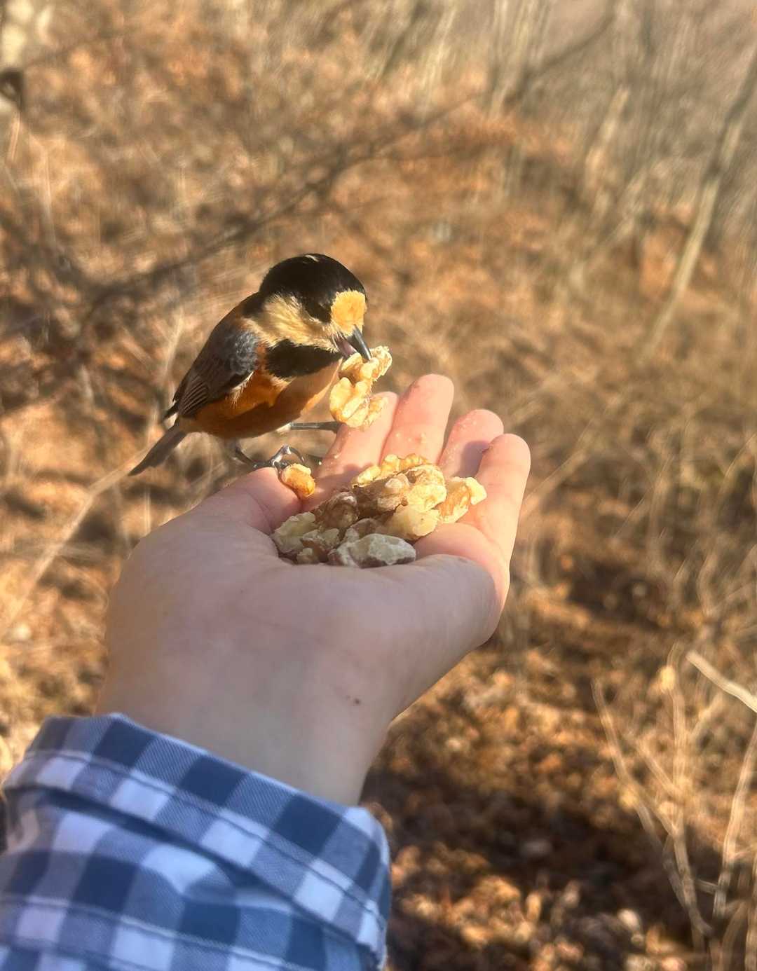 やま様おまとめ5点 猿投山・城ヶ峰(初登り) / ミッチーさんの猿投山・物見山の活動データ