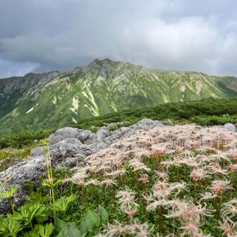 チングルマと水晶岳！
終始チングルマだらけでした！
花の時に来たら、めちゃくちゃ綺麗なんでしょうね！