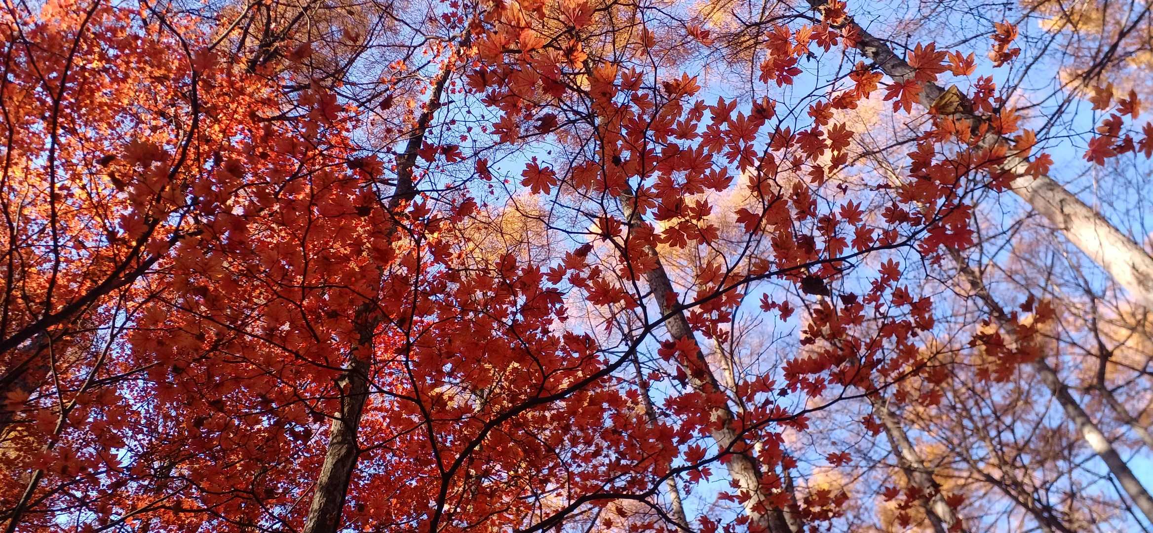 🍁✨