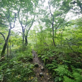 階段続きの夏山登山道と比べると登山道っぽい