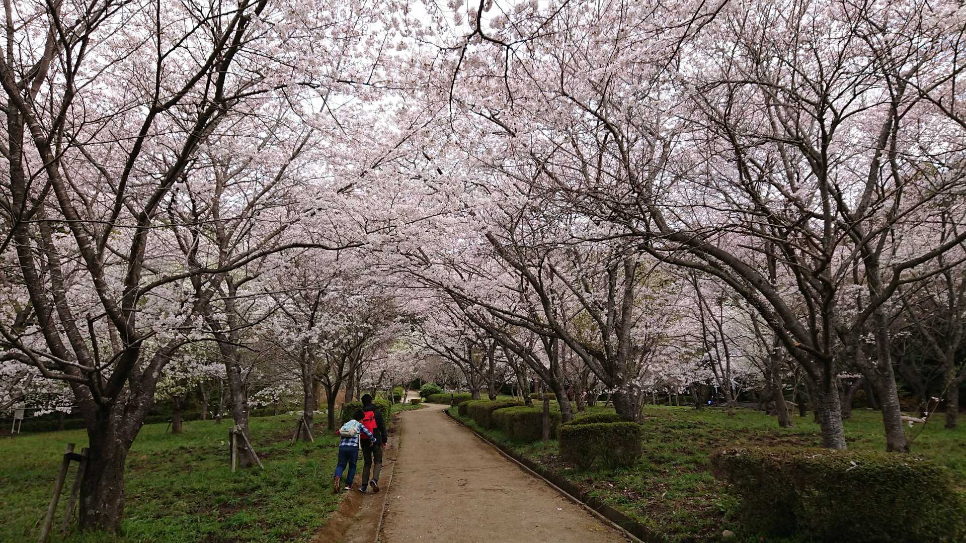 岩屋山 往復 | 悲運の名将、高橋紹運玉砕の岩屋城跡へ向かう里山ハイクの写真