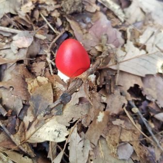 タマゴダケ🍄‍