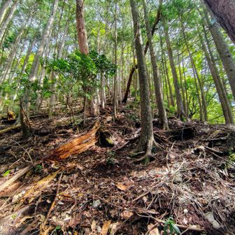 白倉山山頂手前の登り返しの激急登↗️

結構な勾配です↗️

地面と木の根っこを掴みながら登ってました💪
