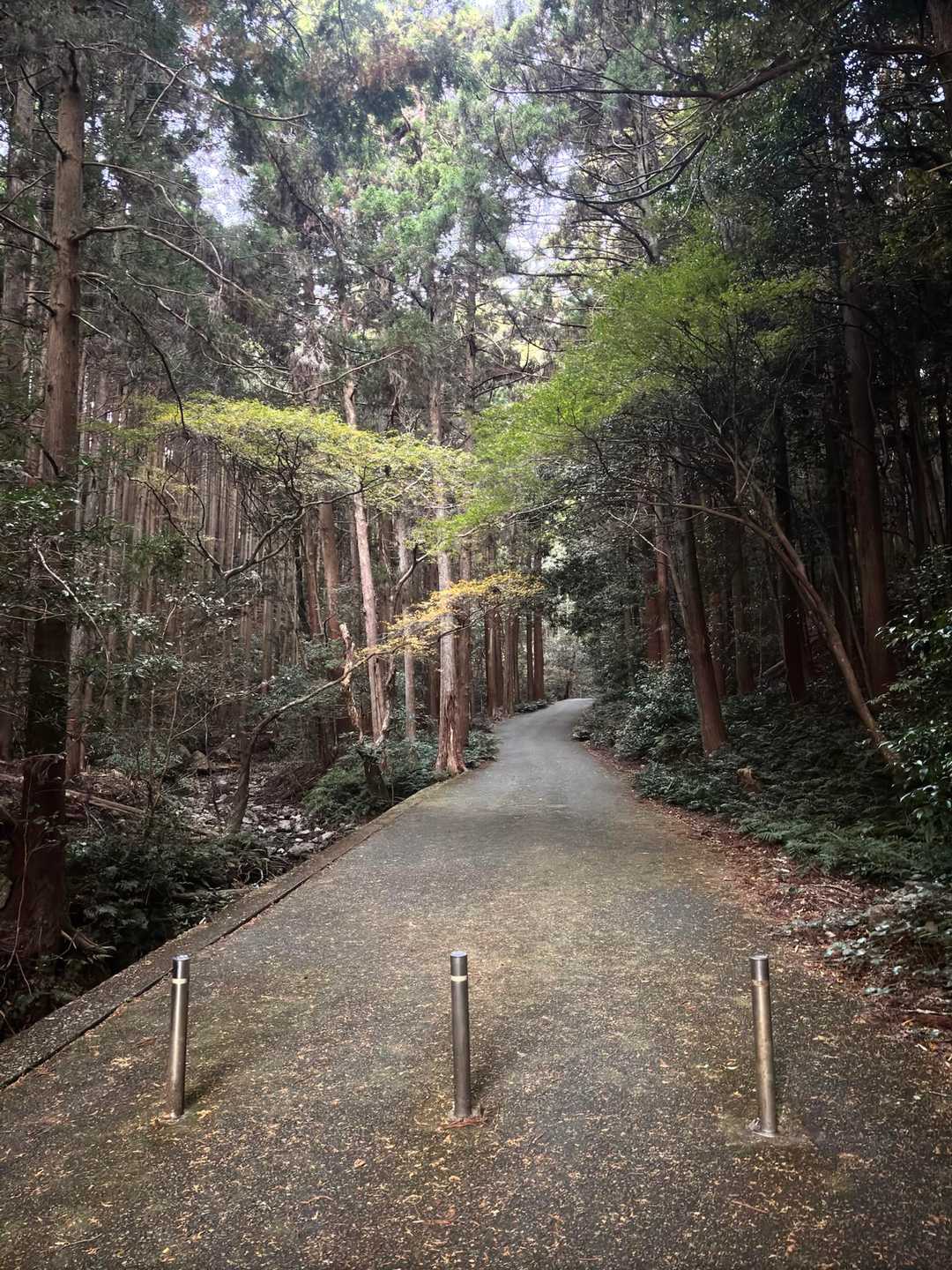 天の岩戸-逢坂峠-逢坂山 往復コースの写真