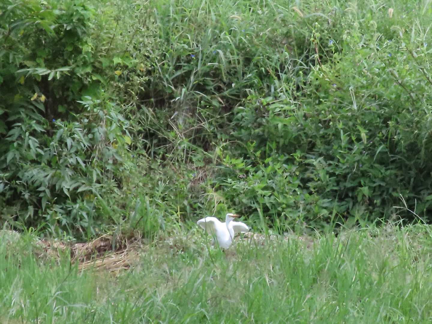 田んぼにシラサギ