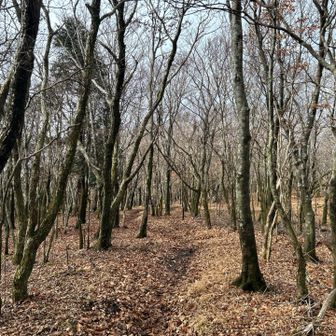 気持ちいい樹林帯🥴