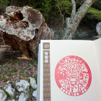 こちらはその秀衡が継いだ桜の５代目？
切られた方