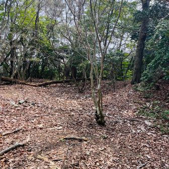 山頂はこんな感じです