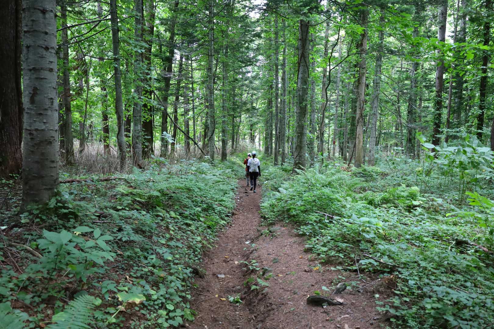 ほぼ平坦な登山道を進んで、登山口に着きました。