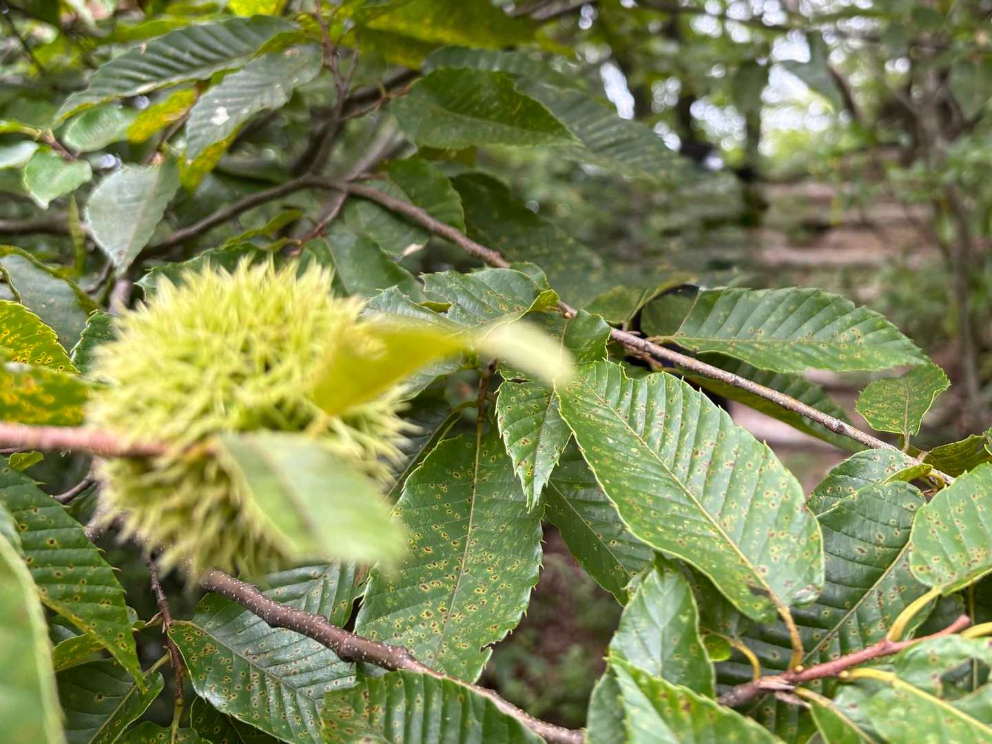 少しずつ秋を感じる山歩き🌰