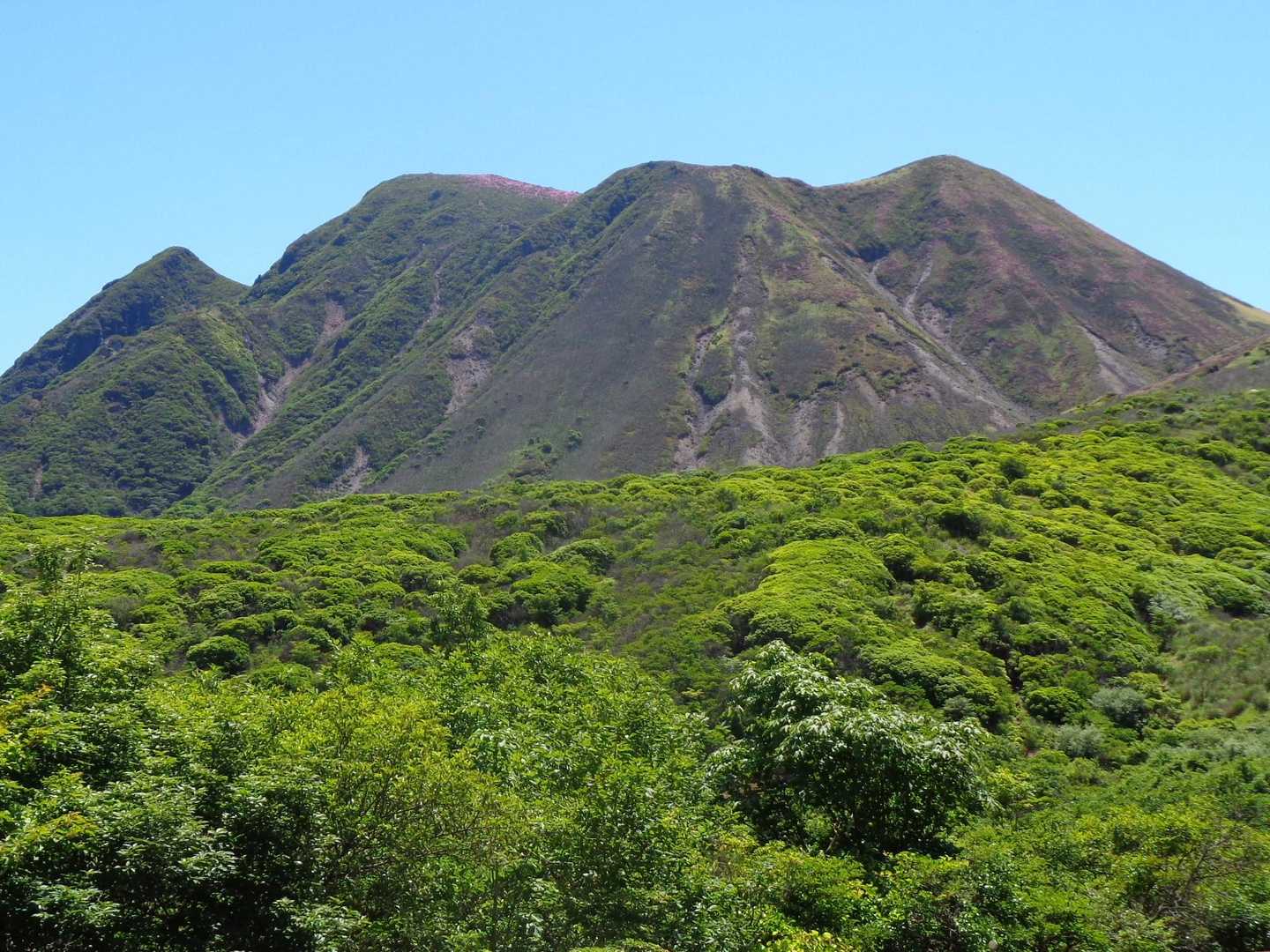 山頂にピンクが見えました。期待大です。