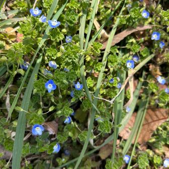 里山のお花がたくさん