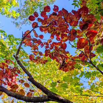 登り出すと直に小さい秋を見つける🍁