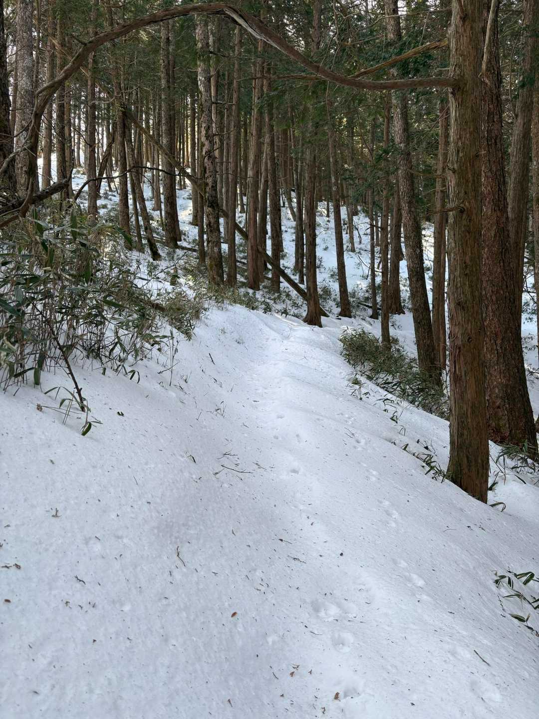 楽ちんのつもりが雪質がアレでしんどかった笑