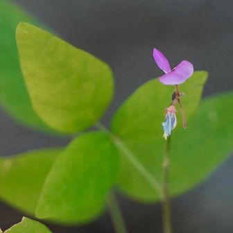 ヌスビトハギ