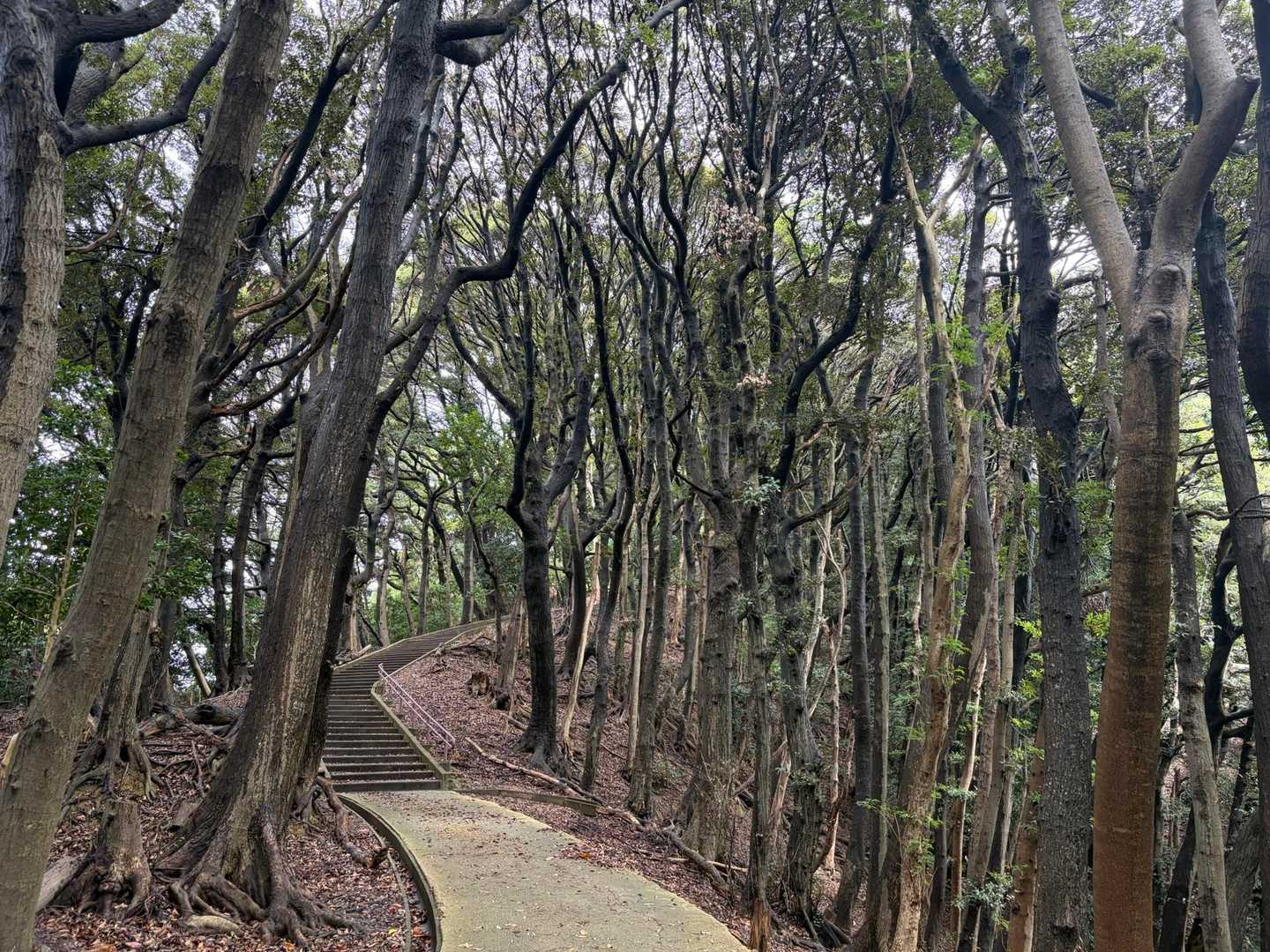 天筒山 往復コースの写真