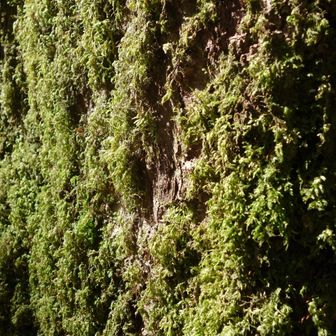 杉の木肌も苔