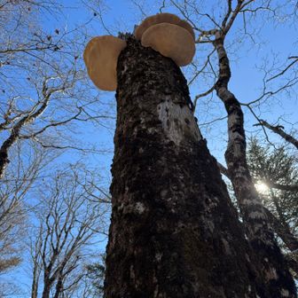 もう少しで山頂！
大きな猿の腰掛け🐒！