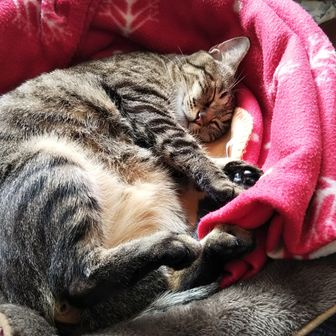 それいけどんどん