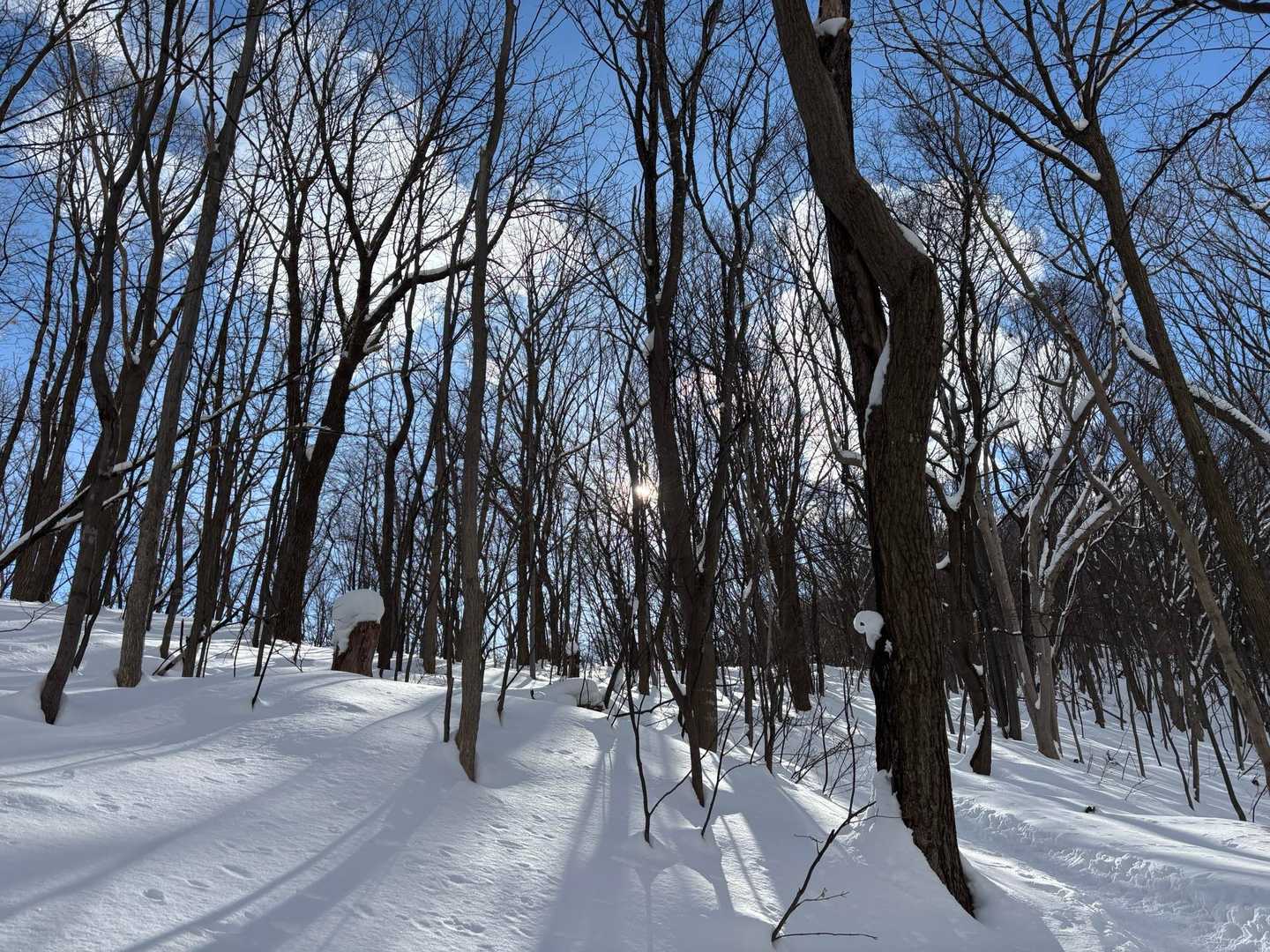 この葉っぱの落ちた木立も好きだわ❤️