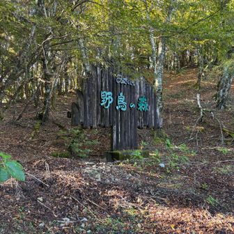 野鳥の森（朝は野鳥の声で目が覚めた）