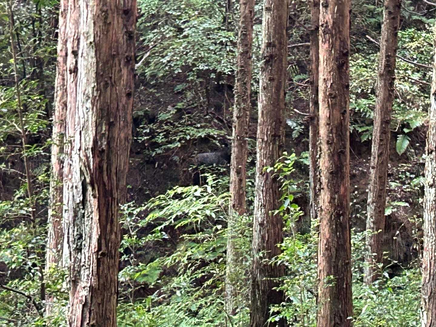 真ん中にニホンカモシカ見えますか？