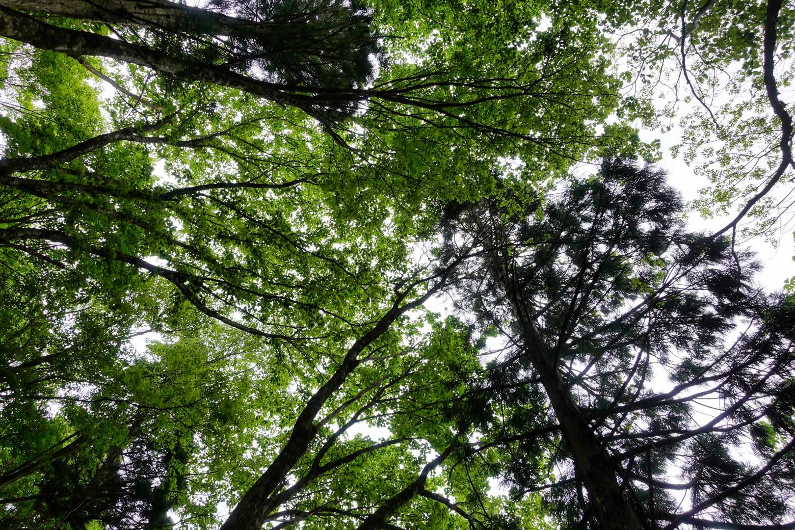 但馬の山はブナなどの広葉樹がきれいですね。