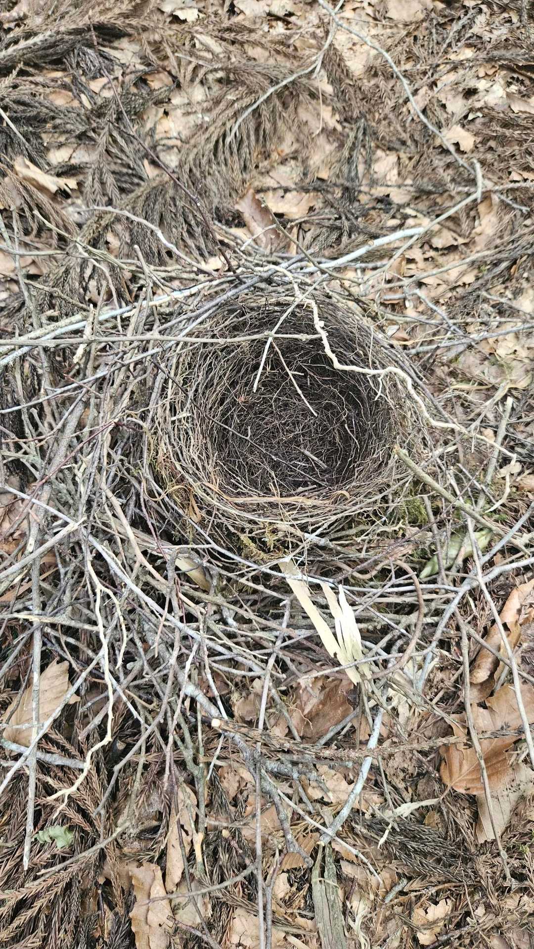 立派な鳥の巣が道の真ん中に、頭上でカケスが警戒の泣き叫びしています、子育て中なのかな⁉️