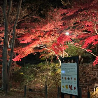 だいぶ葉が落ちてましたがまだまだ見頃です🍁