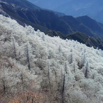 貴重な南面霧氷越しに東光森山・大座礼山方面