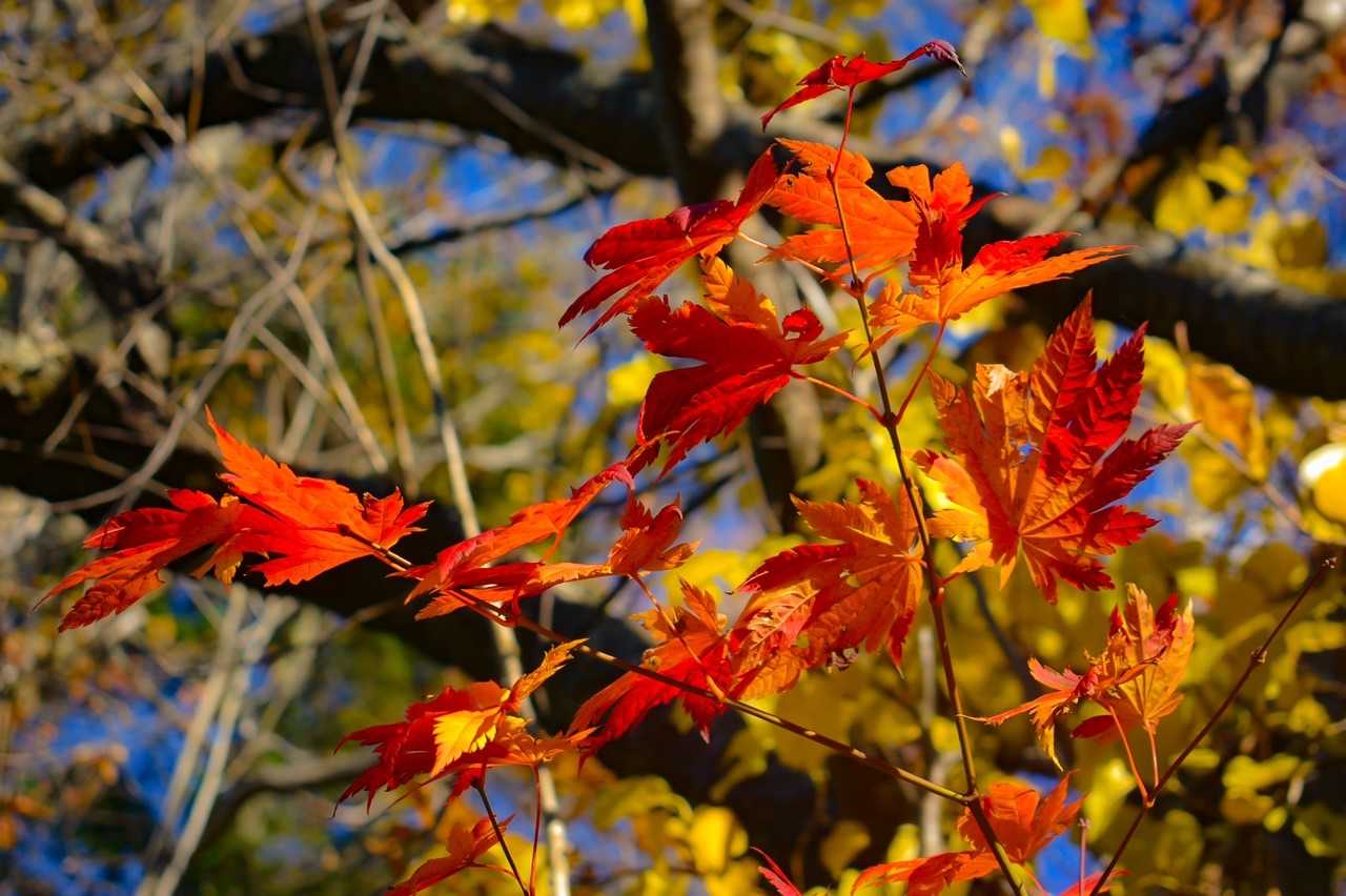 赤い🍁