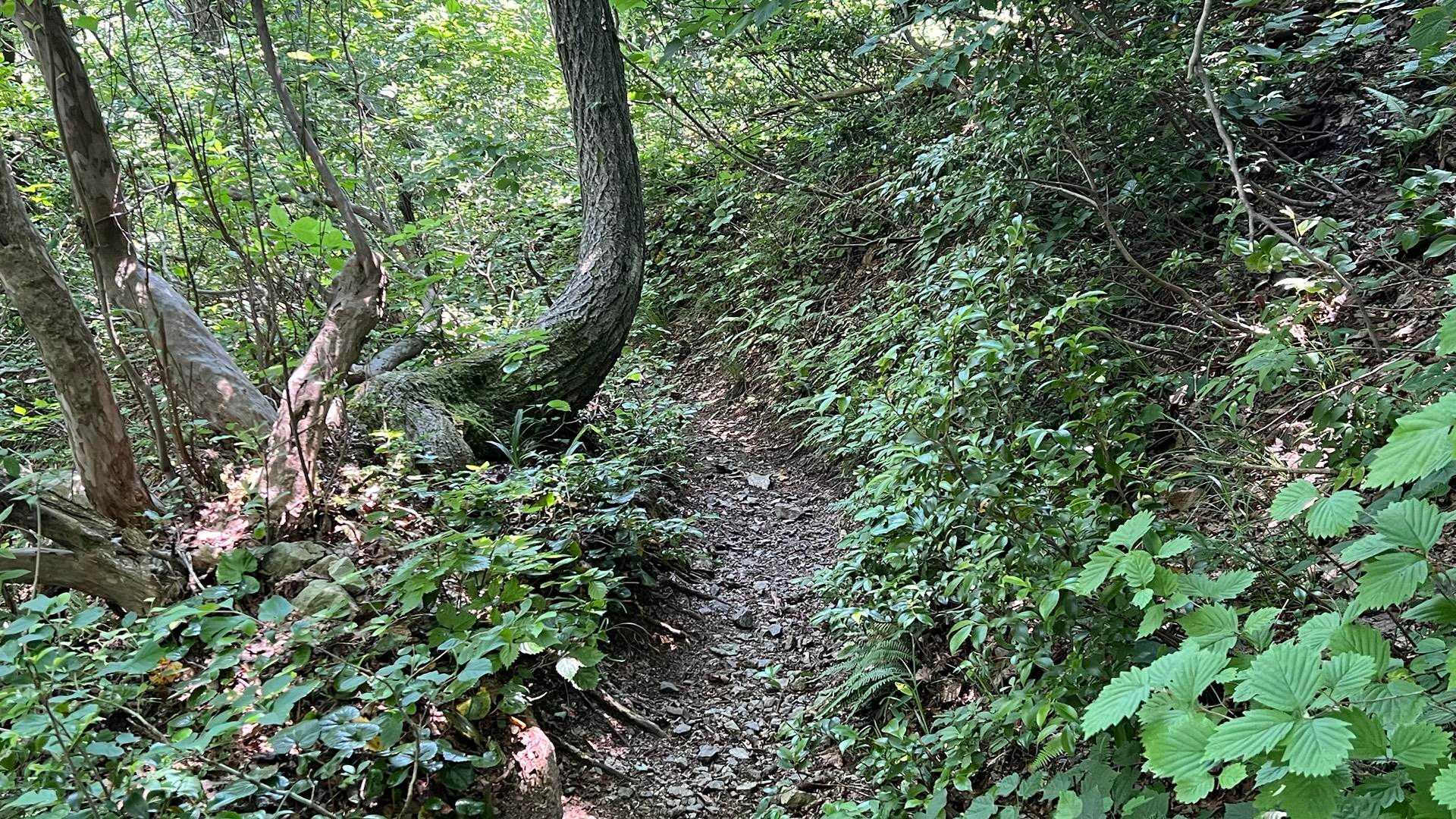 寒風からの下山道は樹林帯で急坂も無く快適で歩き易い