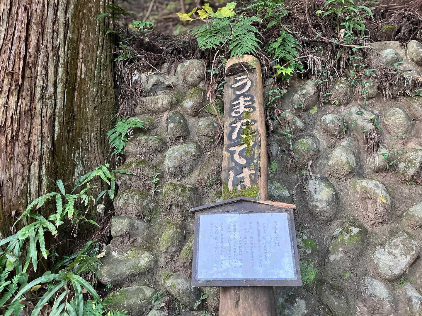 滝本駅-御岳山駅-大塚山-天狗の腰掛け杉-芥場峠-鍋割山- 縦走コースの写真