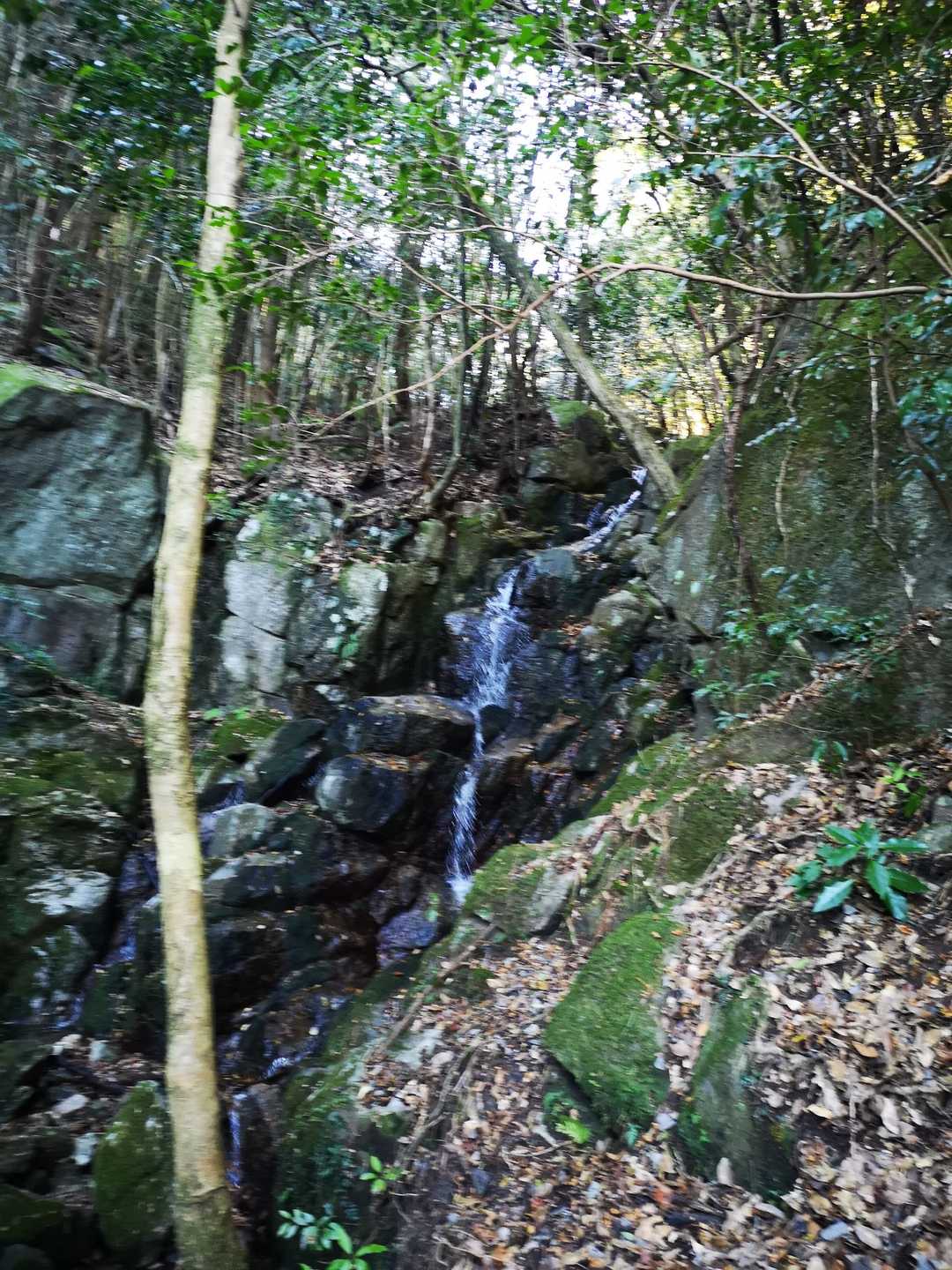 椎原バス停-椎原峠登山口-椎原峠-鬼ヶ鼻岩 往復コースの写真