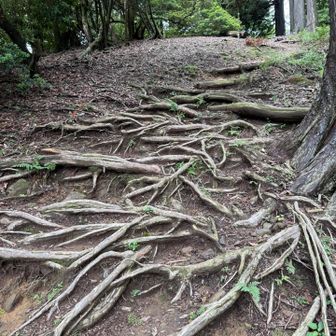 ピーク手前、木の根が激しい