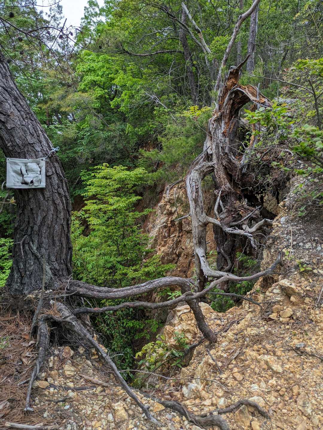 白山展望広場-百々ヶ峰 周回コースの写真
