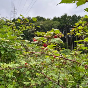 いちご🍓